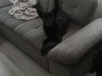 Ballou ist 7 Jahre alt , kennt Katzen sowie Kinder