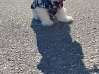 Zum Verkauf werden Welpen der Rasse Mini Malteser