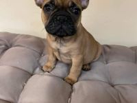 vaccinated, registered, chip, health screenings, 3