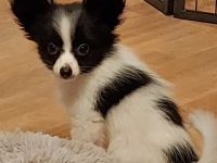 Es suchen noch 2 jungs und ein kleines Mädchen das