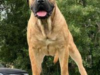 Cane corso Welpen mit Ahnentafel