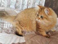 Reinrassige BLH Kätzchen 26.05.2021 Geburtstag. Sie