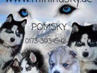 Der aktuelle Wurf ist bereits reserviert. Wurfplanung