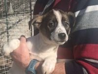 Die kleine Mini ist ein süßes Mischlingsmädchen mit