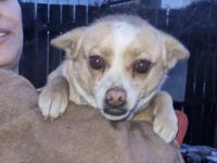 Greta - Knuddelmaus, Unsere kleine Greta, ein ca 4