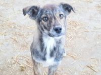 Suki ist ein ca 4 Monate altes Mischlingsmädchen, wir