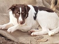 Sina ist ein wunderschöner Mischling, sicher ist ein