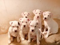 Beschreibung Am 9.11.2021 hat unsere Luna (Dogo