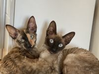 Cornish Rex von Saxonia Eleganz