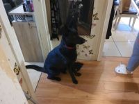 Loki, Nach langer Überlegung habe ich mich leider dazu