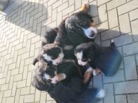 Am 16.12.2021 hat unsere Luna ihre ersten Babys zur