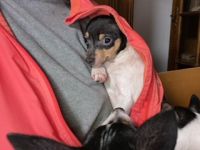 Brauchen Sie einen wahren Freund für Spaziergänge im