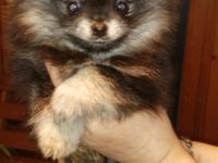 Unsere wunderschönen Pommeran Welpen sind am 21.11.2021