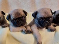 Hallo.Unsere liebe Lotti hat am 02.03.2022 ganz süsse