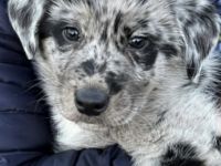 —————————————————————————— Informationen zum Welpen: