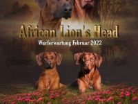 African Lion‘s Head