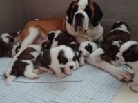 Bernhardiner Welpen mit VDH Papieren. Unsere Welpen