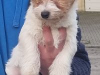 Jack Russell Terrier, Welpen