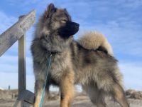 Eurasier Deckrüde Milo