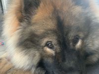 Eurasier Deckrüde Milo