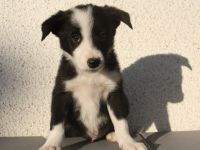 Quincesam - FCI 21/2010. Mutter: Quincesam Molly DOB: