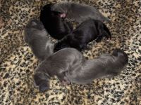 Unsere hexe hat ihre Welpen geboren.Es sind 4 blaue