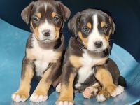 Wunderschöne, typvolle Grosse Schweizer Sennenhund