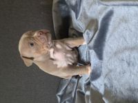 5 supersüsse Welpen sind auf der Suche nach einem neuen