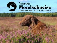 Hallo, Wir züchten im Deutschen Retriever Club (DRC)