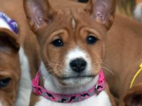 Unsere Phoebie "BIS Multi CH Hündin African Legend ft.