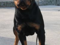 Rottweilerwelpen von wunderschönen, typvollen,
