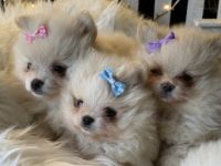 Verkaufe 1 Rüde und 3 Hündinnen in der Farbe creme