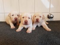 Unsere Labradorhündin hat am 19.1.22 in der