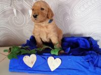 Hallihallo Pudelfreunde, unsere tolle Hündin hat uns am