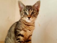 Die vier Geschwister sind Kern Gesund sind sehr aktiv