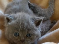 Unsere super süßen kleinen Zwerge suchen ab April ein