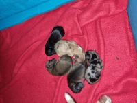 3 Rüden und eine Hündin sind noch auf ihrer Suche nach