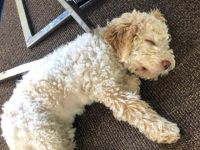 Hallo wir verkaufen hier einen lagotto romagnolo Welpe