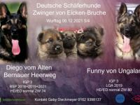 Derzeit haben wir keine Welpen. Aber für den Sommer ist