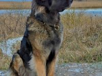 von den Strandsandsammlern