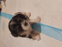 Cuyo ist ein aufgewecktes und verschmustes Kerlchen,