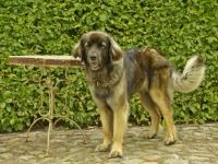 Alle Welpen aus unserem diesjährigen Wurf sind