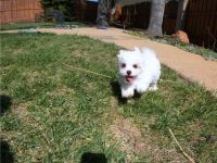 Rasse: Malteser Geburtsdatum: 10.11.2021 Alter: 11