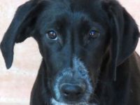 Jemal (männlicher Mischling)