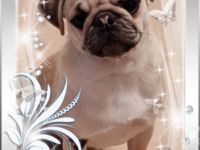 Babsy, Verkaufe eine süßes freiatmendes Mopsmädl, 9