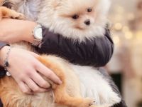 Wir verkaufen unseren wunderschönen Pomeranian Rüden.