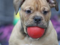 Yoda, Ying und Yang sind auf der suche nach einen