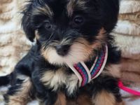 Ein kleines Havi Mädel ist auf der Suche nach einem