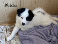 Am 23.12.2021 erblickten unsere kleinen Racker das