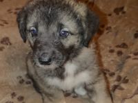 Wir haben aus unserem 1ten Wurf noch einen Rüden und 1